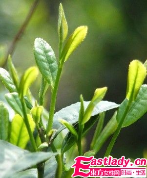 綠茶減肥 減肥產(chǎn)品首選