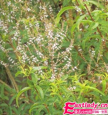 DIY花草減肥茶 刮脂清腸