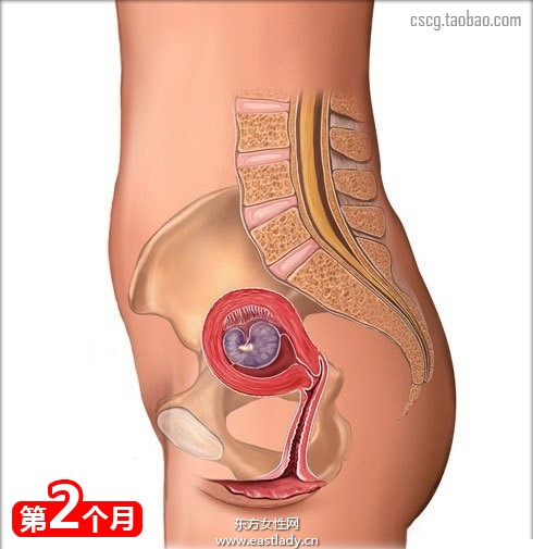 網(wǎng)上最全的懷孕育兒常識