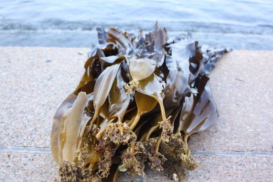 乳腺炎吃什么藥 這些偏方你一定要知道