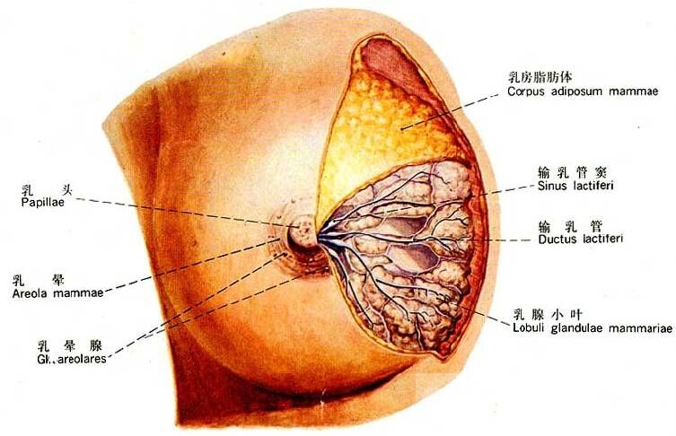 乳腺增生的早期癥狀 這些食療方法趕緊收起來喲