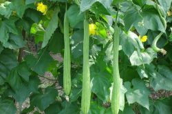 子宮肌瘤的六大飲食療法幫到你