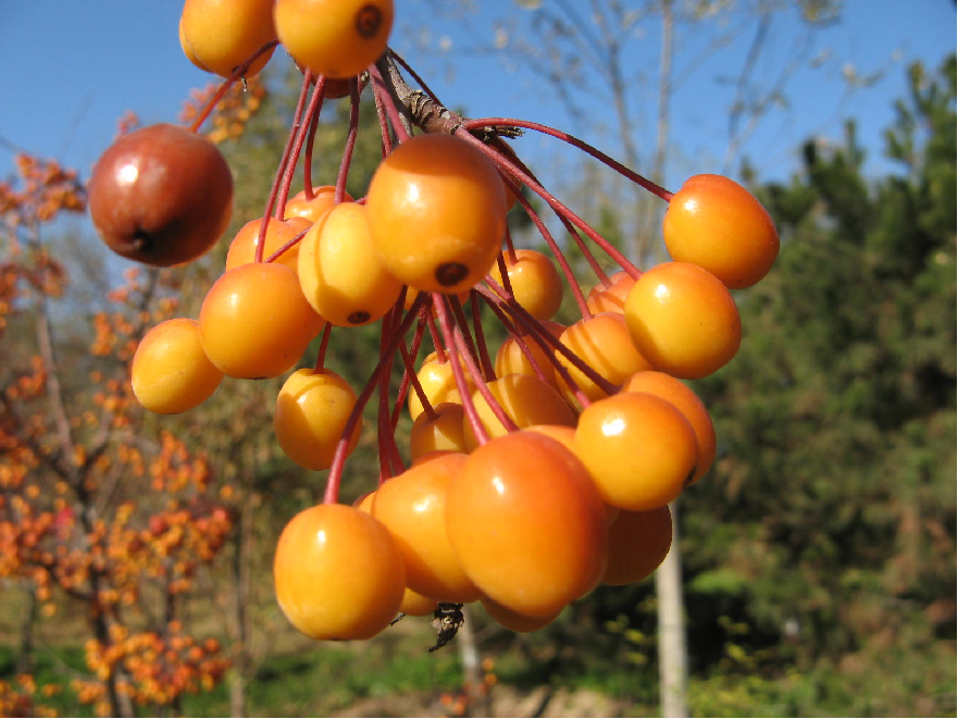 海棠果能在經(jīng)期食用嗎 多種功效吃出健康