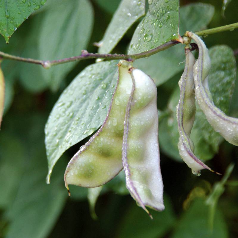 白帶異常怎么辦 白帶異常預(yù)示著這些婦科病