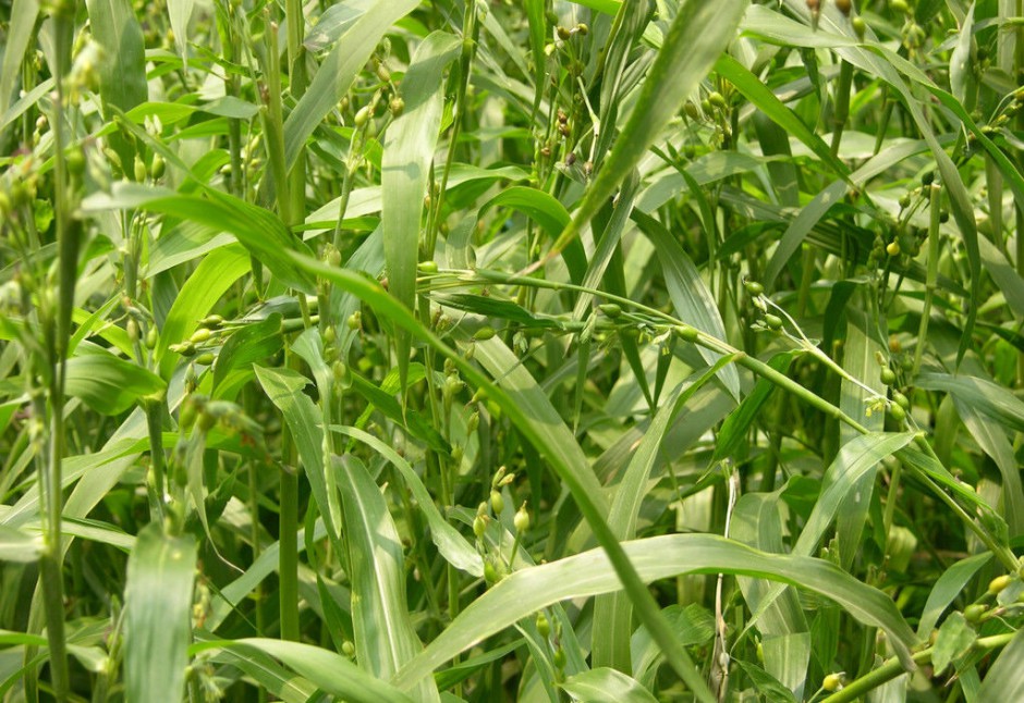 子宮肌瘤的六大飲食療法幫到你