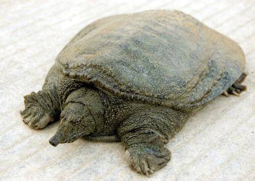 月經(jīng)不調(diào)能吃甲魚嗎 滋陰壯陽的上好佳品