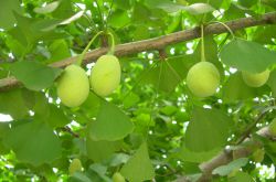 白果的好處多 也可治女性月經(jīng)不調(diào)