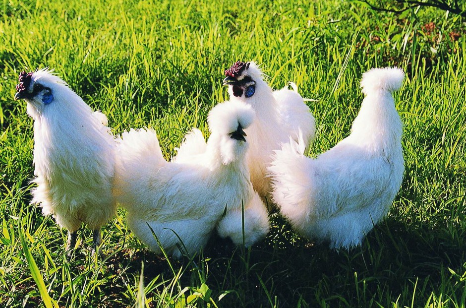 閉經(jīng)怎么調理 五大食療方助你調理閉經(jīng)