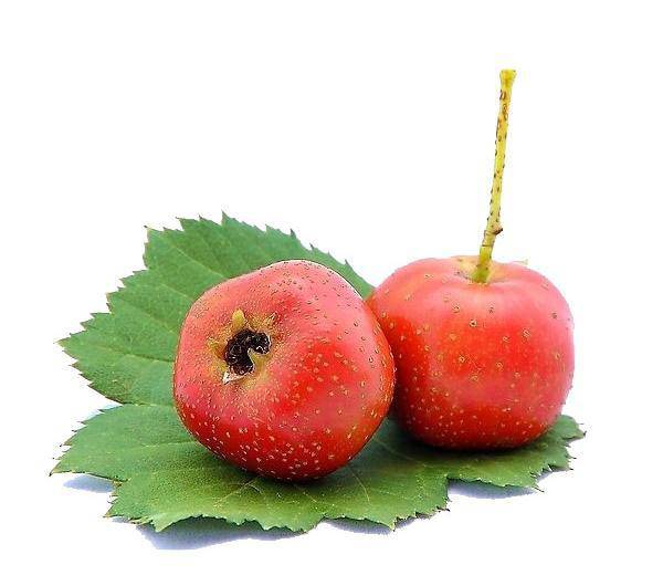 卵巢囊腫吃什么食物好 飲食原則需牢記