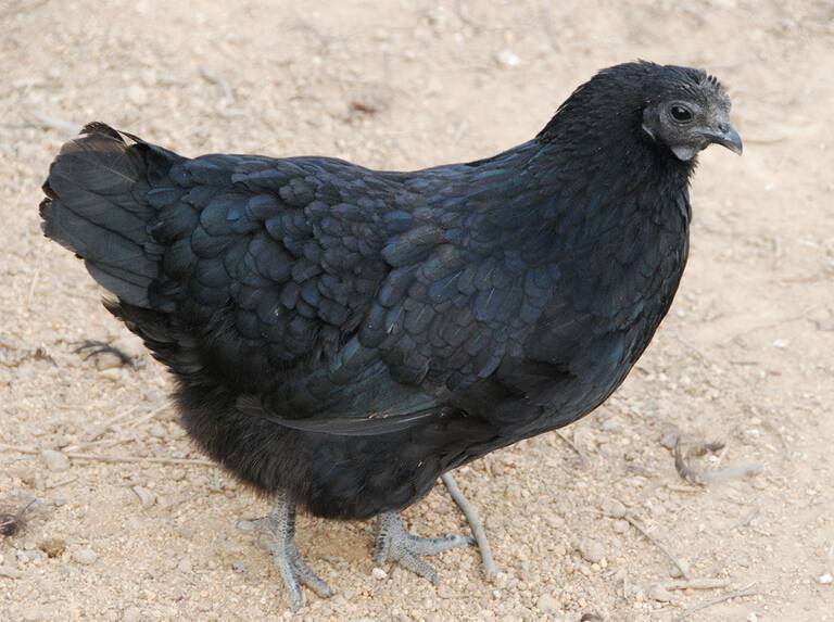 解決白帶的問題有哪些 膳食調(diào)理是關(guān)鍵