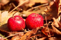 4款食療方助你調(diào)理更年期月經(jīng)不調(diào)