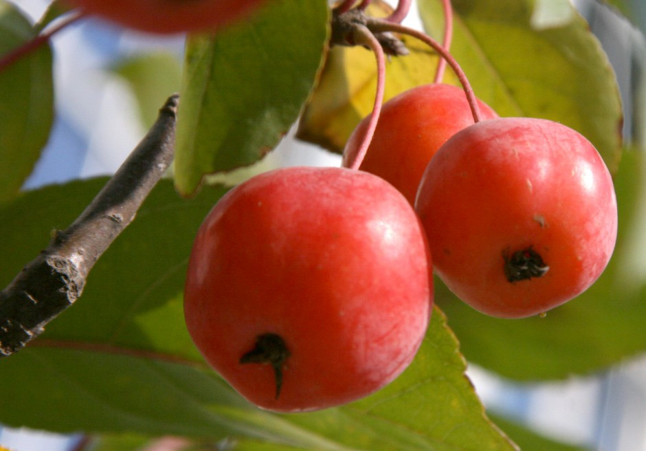海棠果能在經(jīng)期食用嗎 多種功效吃出健康