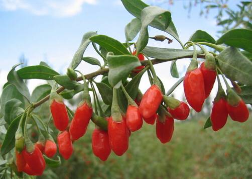 枸杞的功效有哪些 滋腎調(diào)經(jīng)的高級(jí)補(bǔ)品