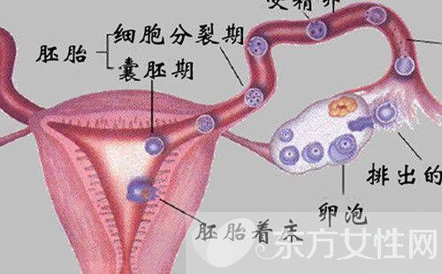卵巢囊腫的最佳治療 這些不良習(xí)慣易得卵巢囊腫哦