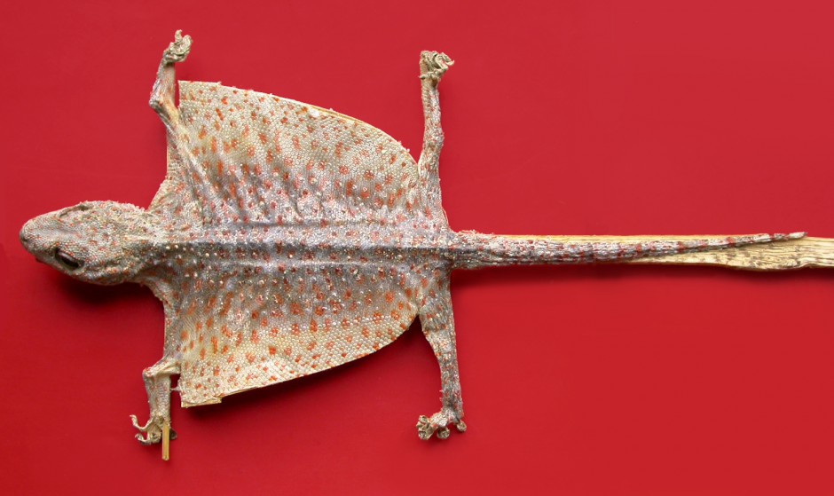 更年期吃什么好 8種食療方助你調(diào)理陽虛體質(zhì)