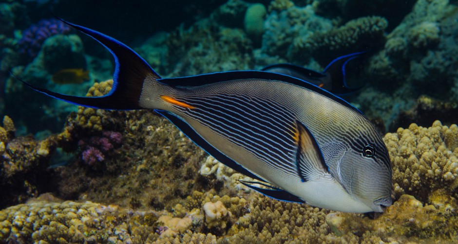 如何避免乳腺增生 從生活方式做起