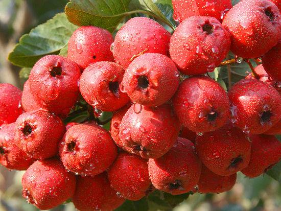 多吃這幾種東西能幫你調(diào)理卵巢囊腫