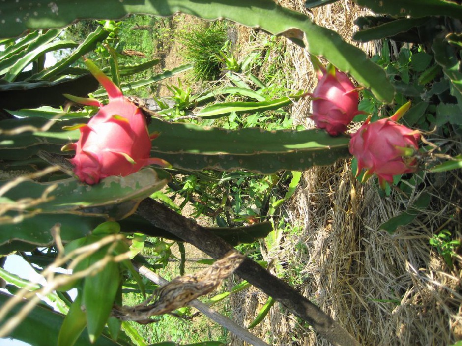 經(jīng)期能吃火龍果嗎 水果的四性須知