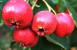 痛經(jīng)怎么辦 3款食譜讓你擺脫痛經(jīng)的煩惱