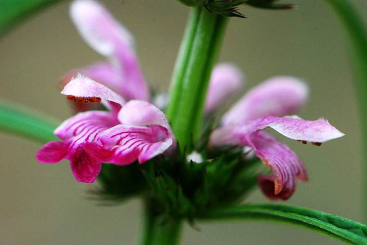 痛經(jīng)怎么辦 5款食譜幫你緩解