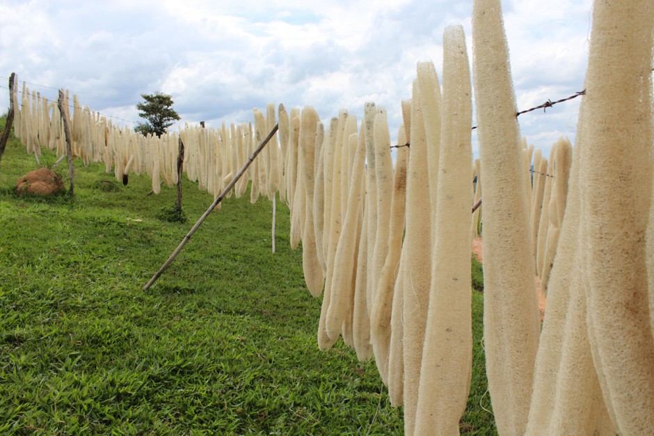 小葉增生該如何治療 10種偏方輕松解決