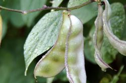 白帶異常怎么辦 白帶異常預(yù)示著這些婦科病