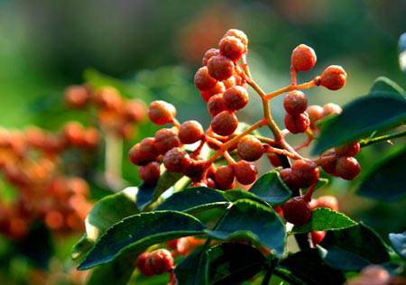 3大偏方幫你治療慢性乳腺炎