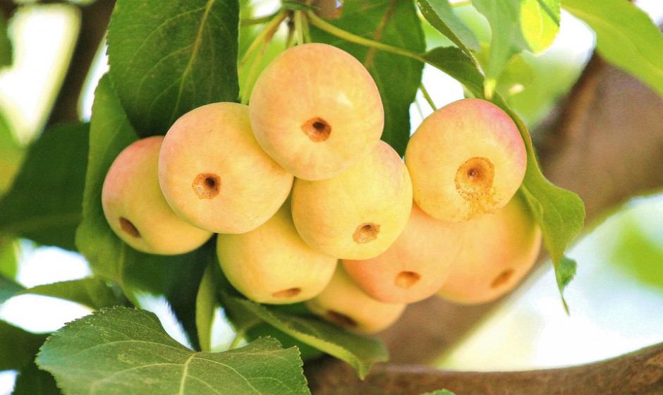 海棠果能在經(jīng)期食用嗎 多種功效吃出健康