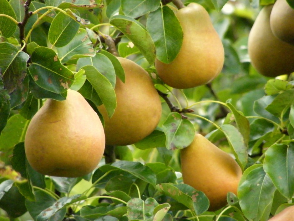 六大水果對卵巢保養(yǎng)好處多 好吃又養(yǎng)巢