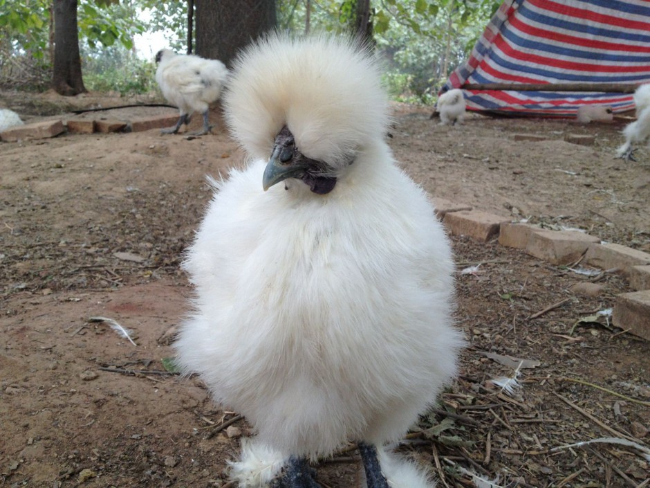 功能性子宮出血怎么調(diào)理 四大食譜幫你忙