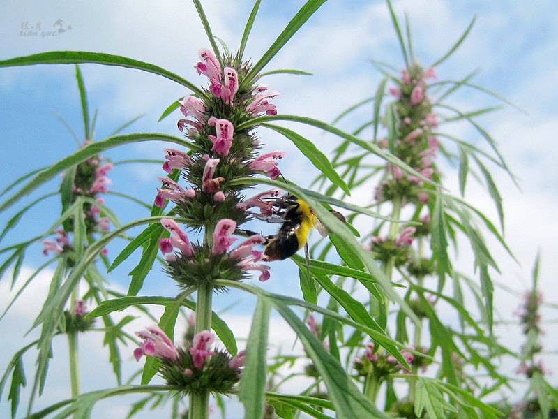 子宮肌瘤能喝四物湯嗎 僅適用血虛體質(zhì)
