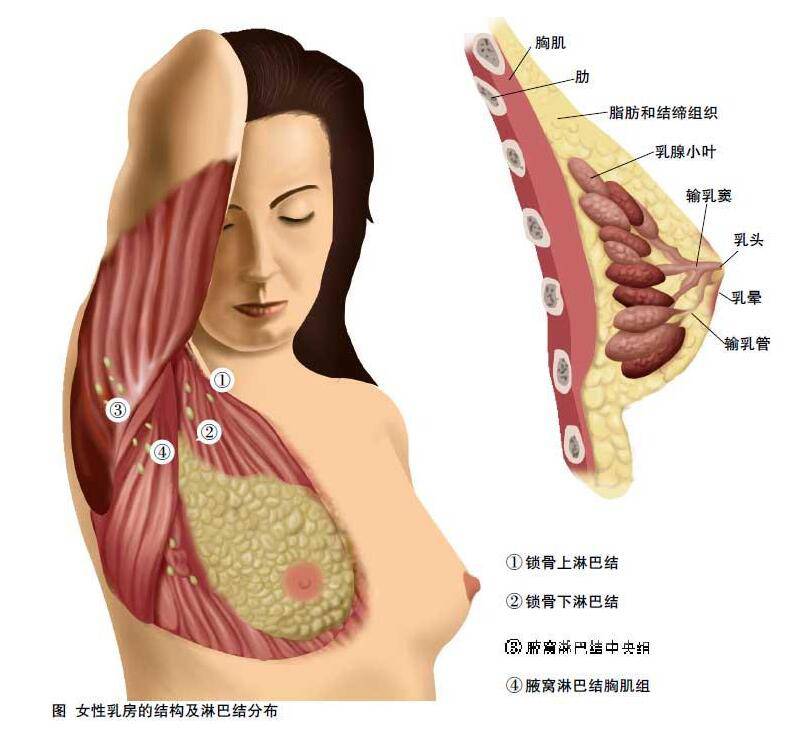 女性乳房有硬塊 小心乳腺疾病看上你
