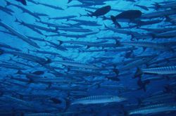 更年期的女人多吃蔬果好處多 緩解各種不適