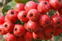 多吃這幾種東西能幫你調(diào)理卵巢囊腫