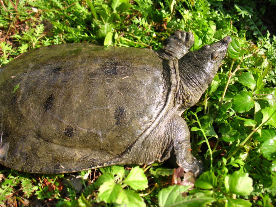 月經(jīng)不調(diào)能吃甲魚嗎 滋陰壯陽的上好佳品