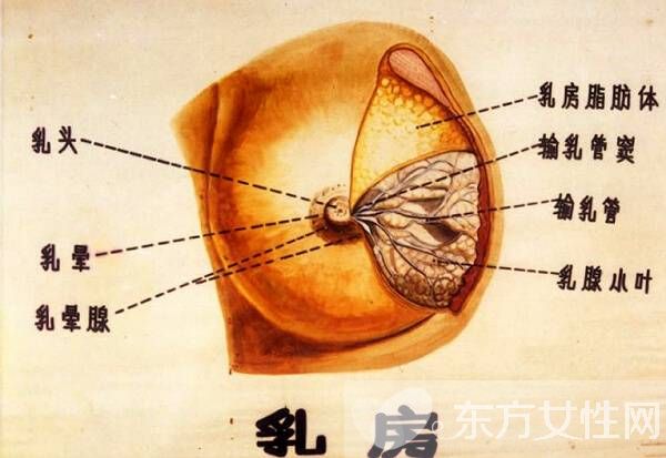 小葉增生癥狀是怎么樣的 引起小葉增生的原因有哪些