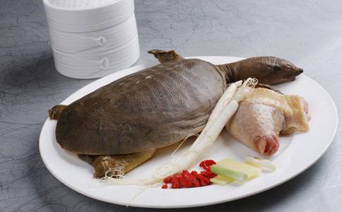 月經(jīng)不調(diào)能吃甲魚嗎 滋陰壯陽的上好佳品