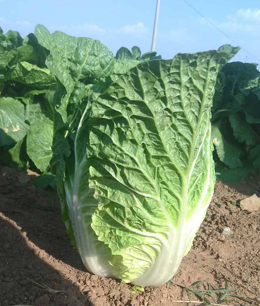 如何避免乳腺增生 從生活方式做起