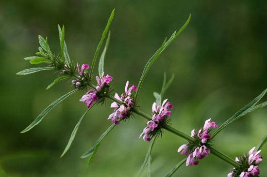 推薦9款子宮內(nèi)膜異位癥的食療方法