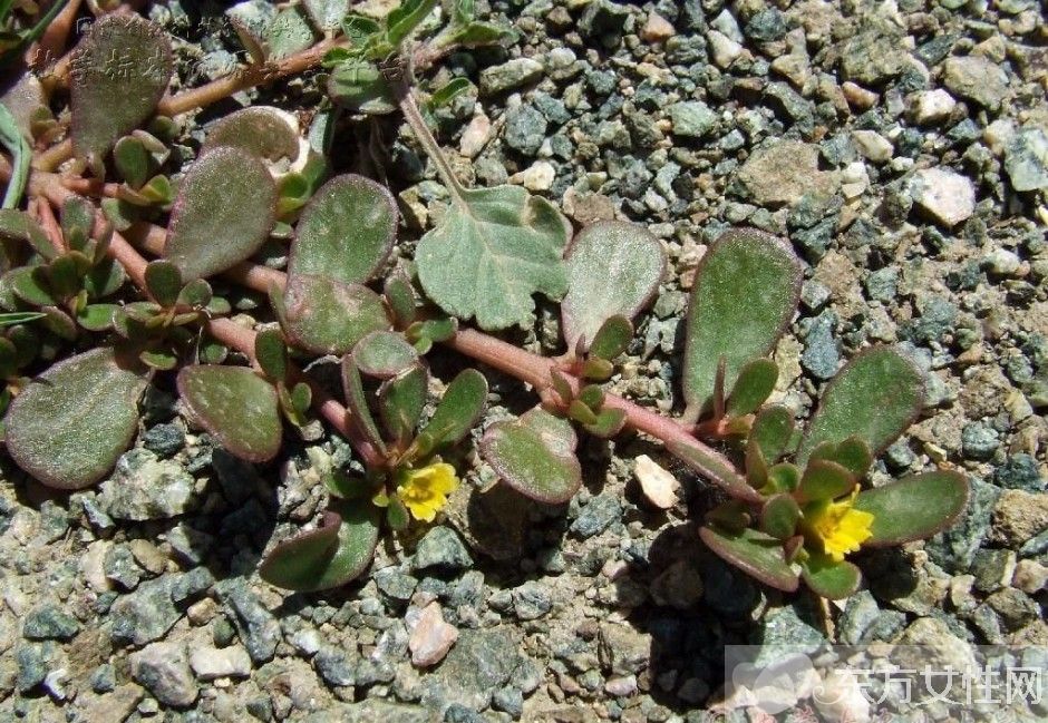 陰道炎可以根治嗎 治療陰道炎的食療方法推薦