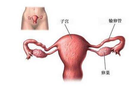 引起子宮畸形的原因 月經(jīng)異常當心 雙子宮