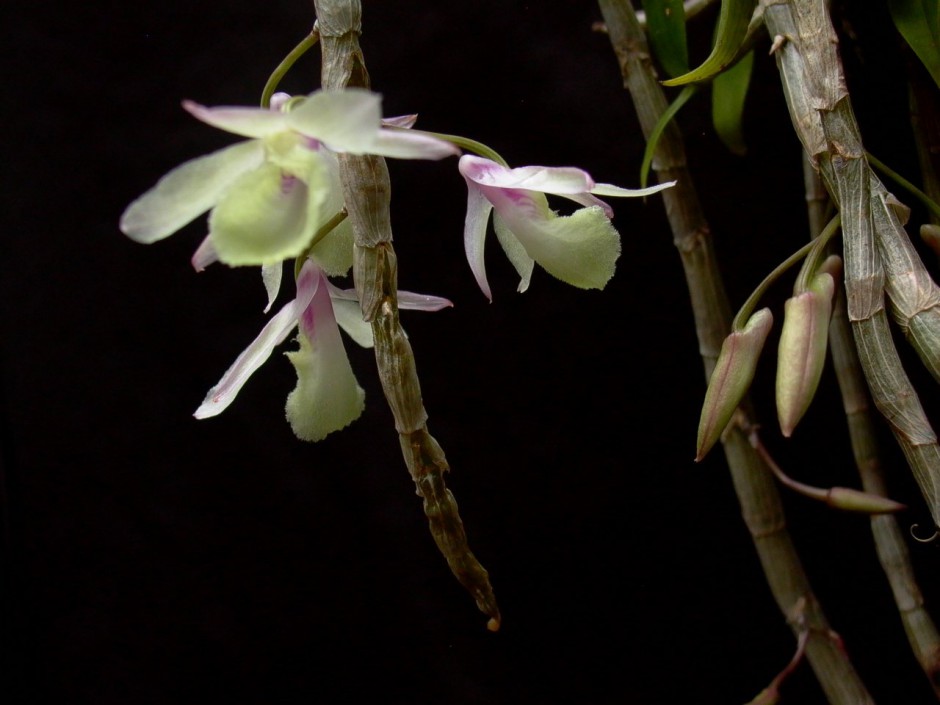 石斛的功效與作用以及食用方法大全