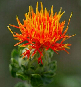 紅花的功效與作用 散瘀止痛活血通經(jīng)