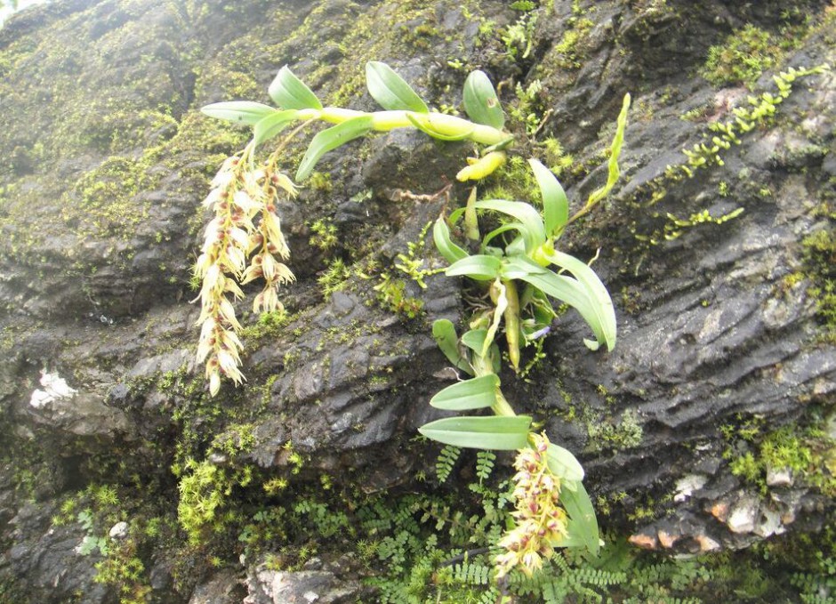 石斛的功效與作用以及食用方法大全