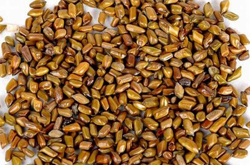 決明子的作用有哪些 揭決明子的適用人群