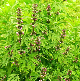 益母草的副作用 益母草并非適用于每個人