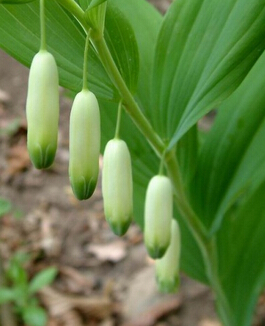 黃精的功效與作用 抗疲勞抗氧化