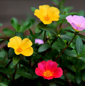 馬齒莧的功效 長壽野蔬的10則治病偏方