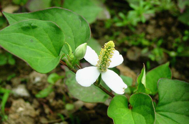 深究魚腥草的功效 魚腥草還能這樣吃