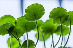 金錢草有什么功效 存在有哪些禁忌